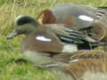 American Wigeon
